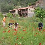 Pastoral Vadi Yanıklar
