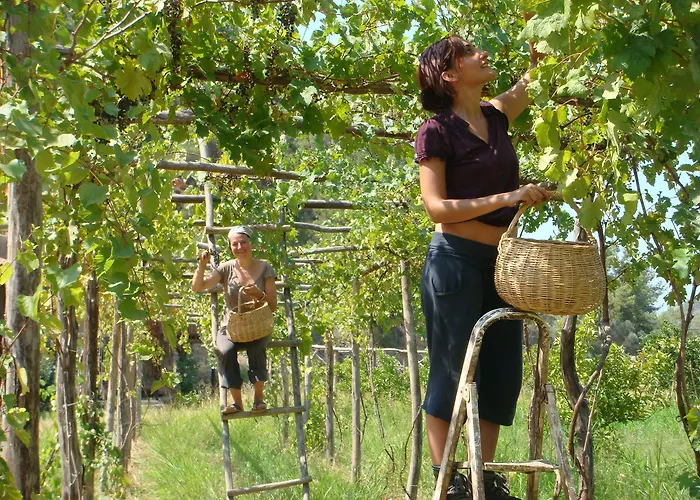 Pastoral Vadi Yanıklar