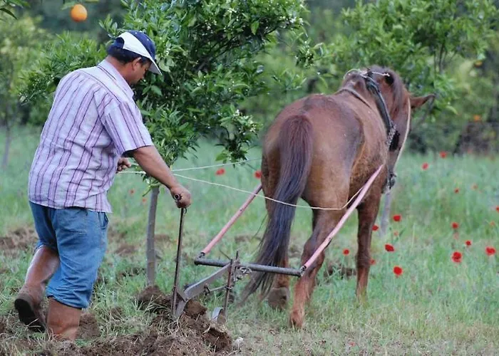 农家乐 Pastoral Vadi